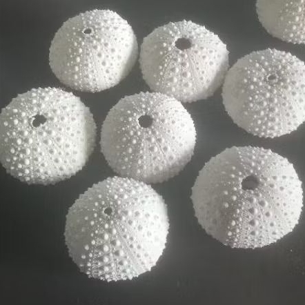 sea urchin/landak laut/bulu babi.