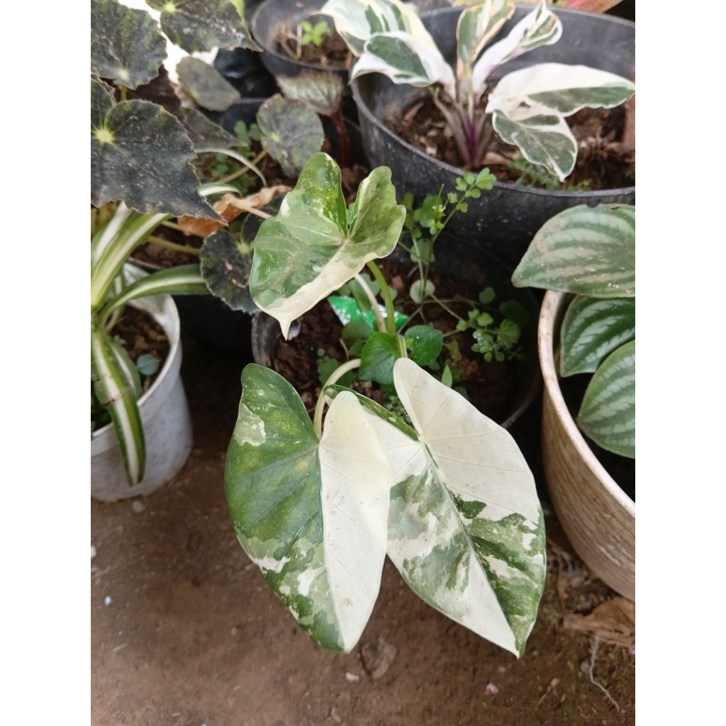 sente variegata