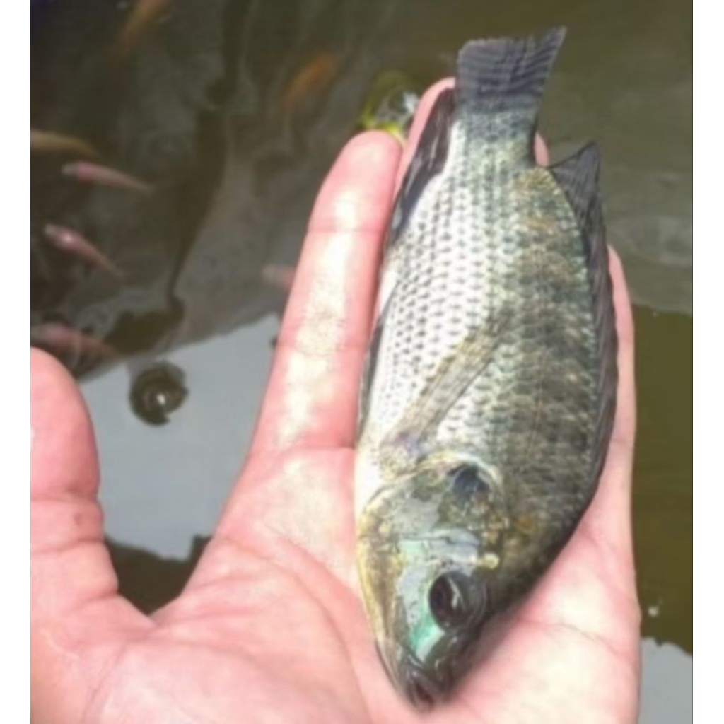 BIBIT IKAN MUJAIR HITAM UKURAN 3 JARI (8-12) CM