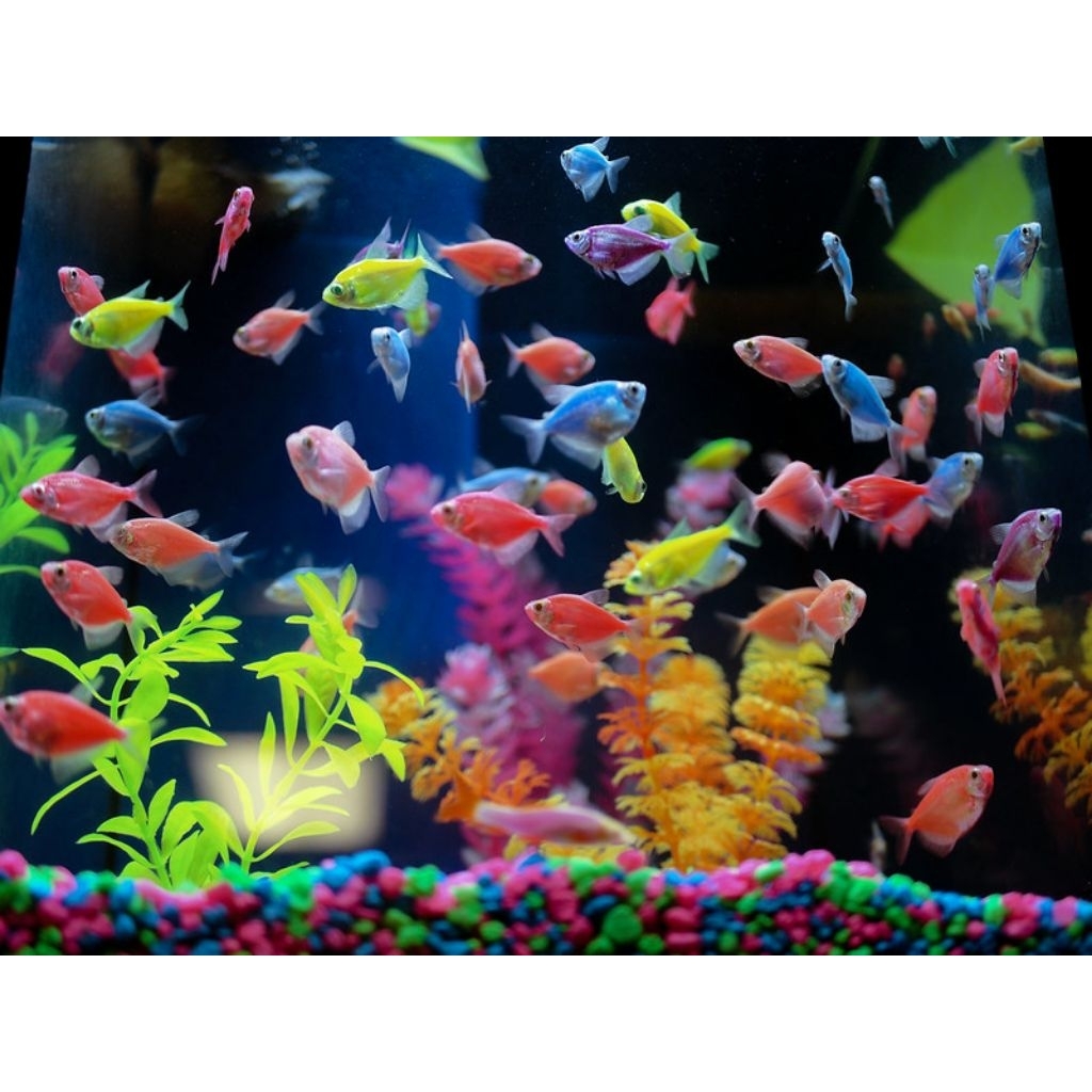paket ikan glowfish tetra warna warni isi 25ekor