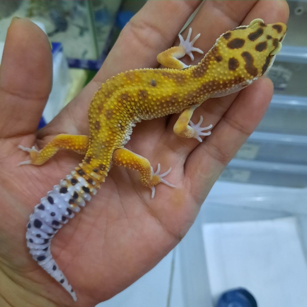 Mainan dewasa  Male Gecko leopard Emerine RS (tremper)