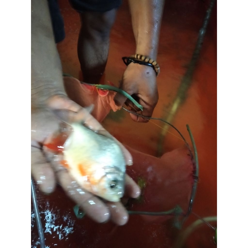 bibit ikan bawal 3 jari