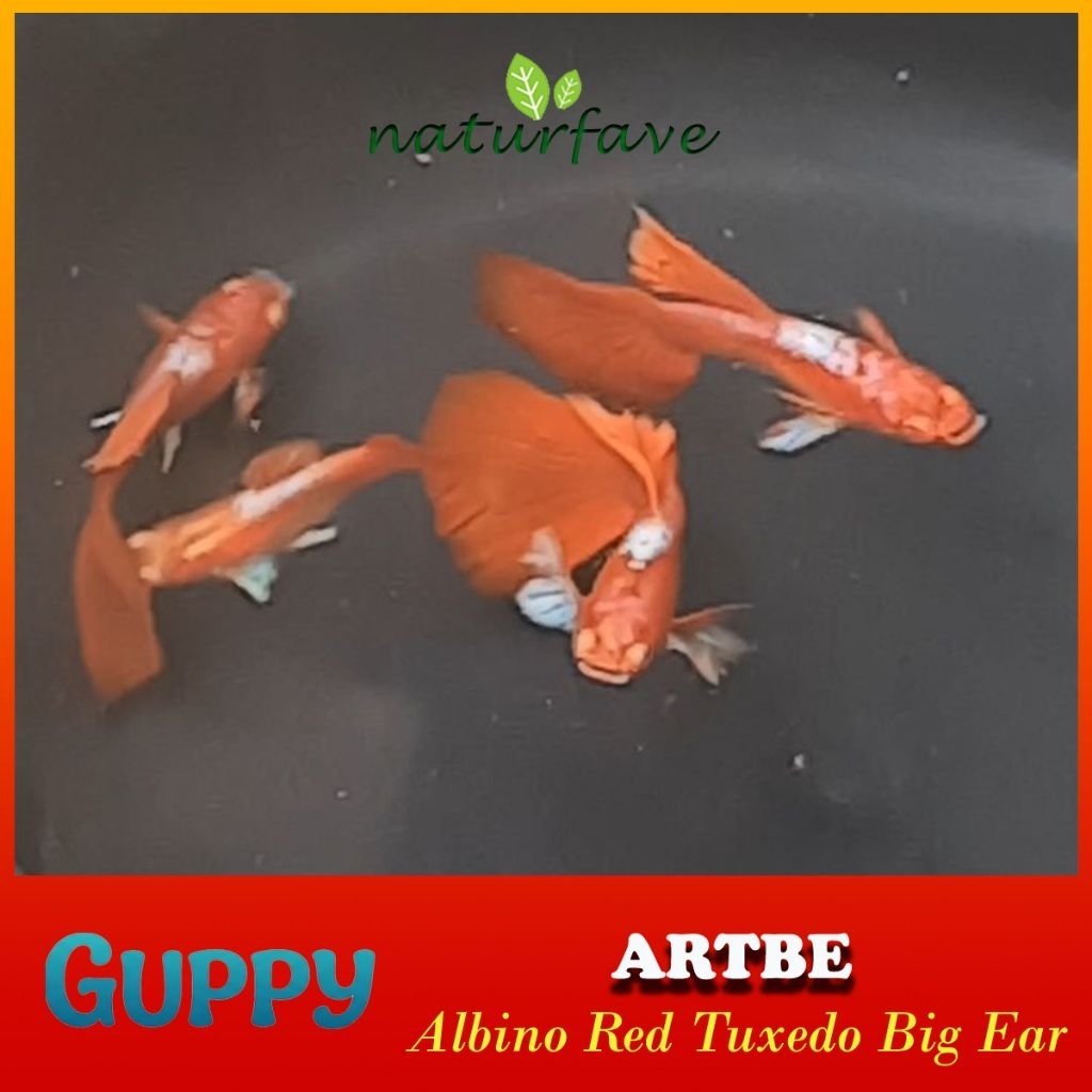 GPY004 ALBINO RED TUXEDO BIG EAR
