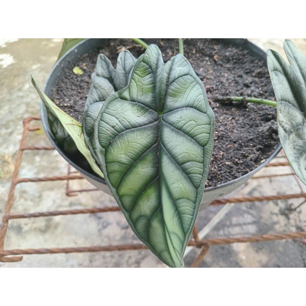 Bunga keladi tengkorak