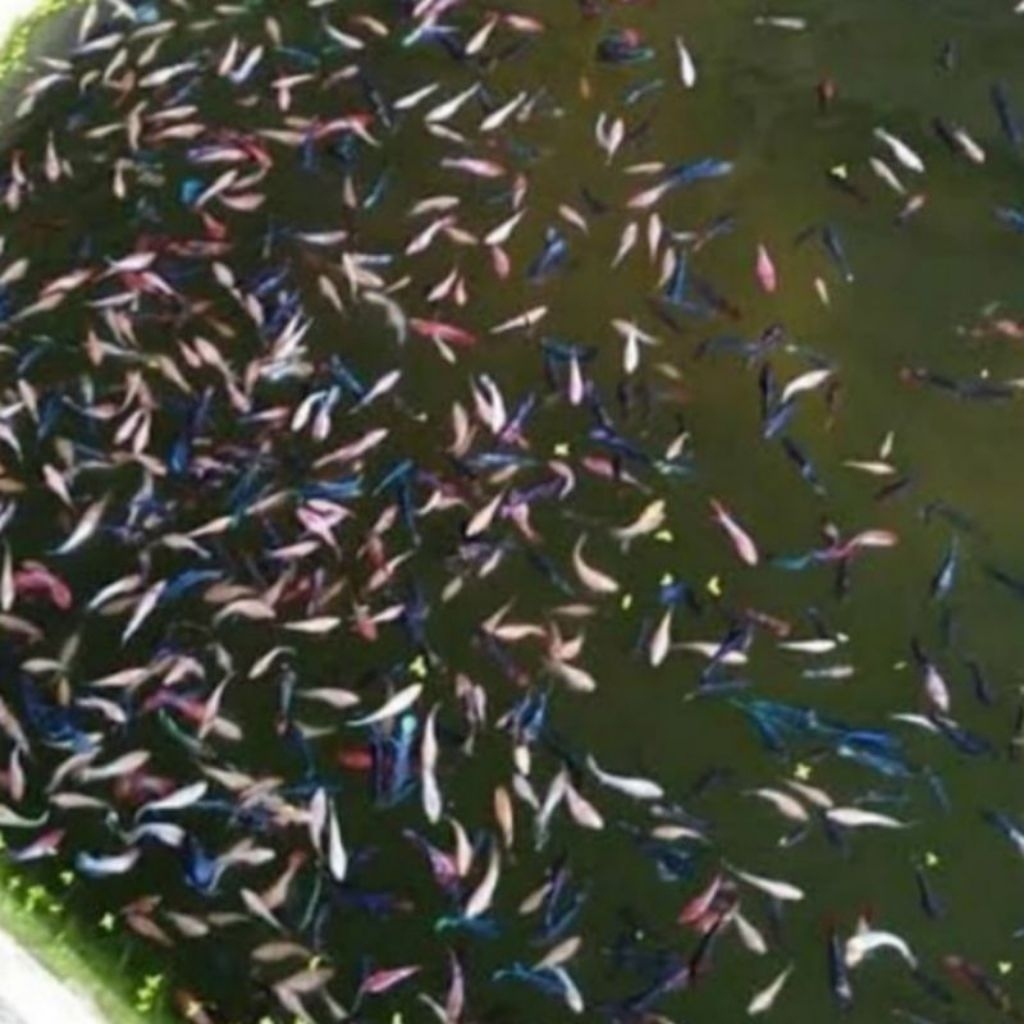 Starter Bibit ikan cupang isi 5pics warna realistis cek deskripsi