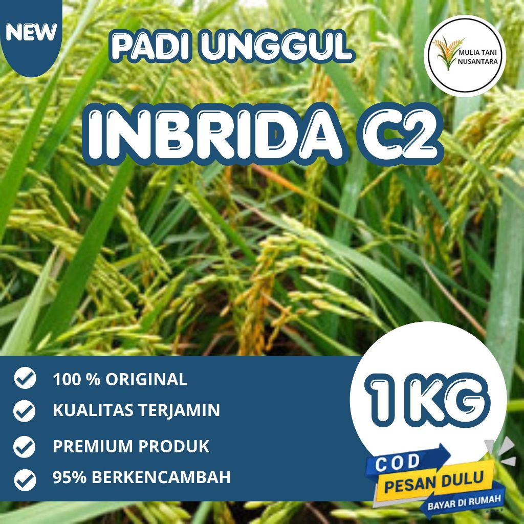 Benih padi inbrida C2 premium 1kg original