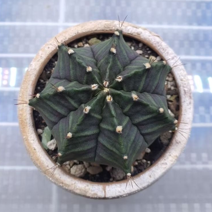 Kaktus Gymno (Gymnocalycium mihanovichii) indukan 7 ribs