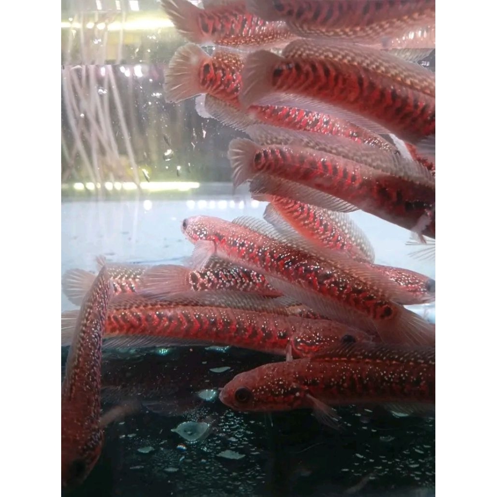 asiatica RS pure 9-10cm
