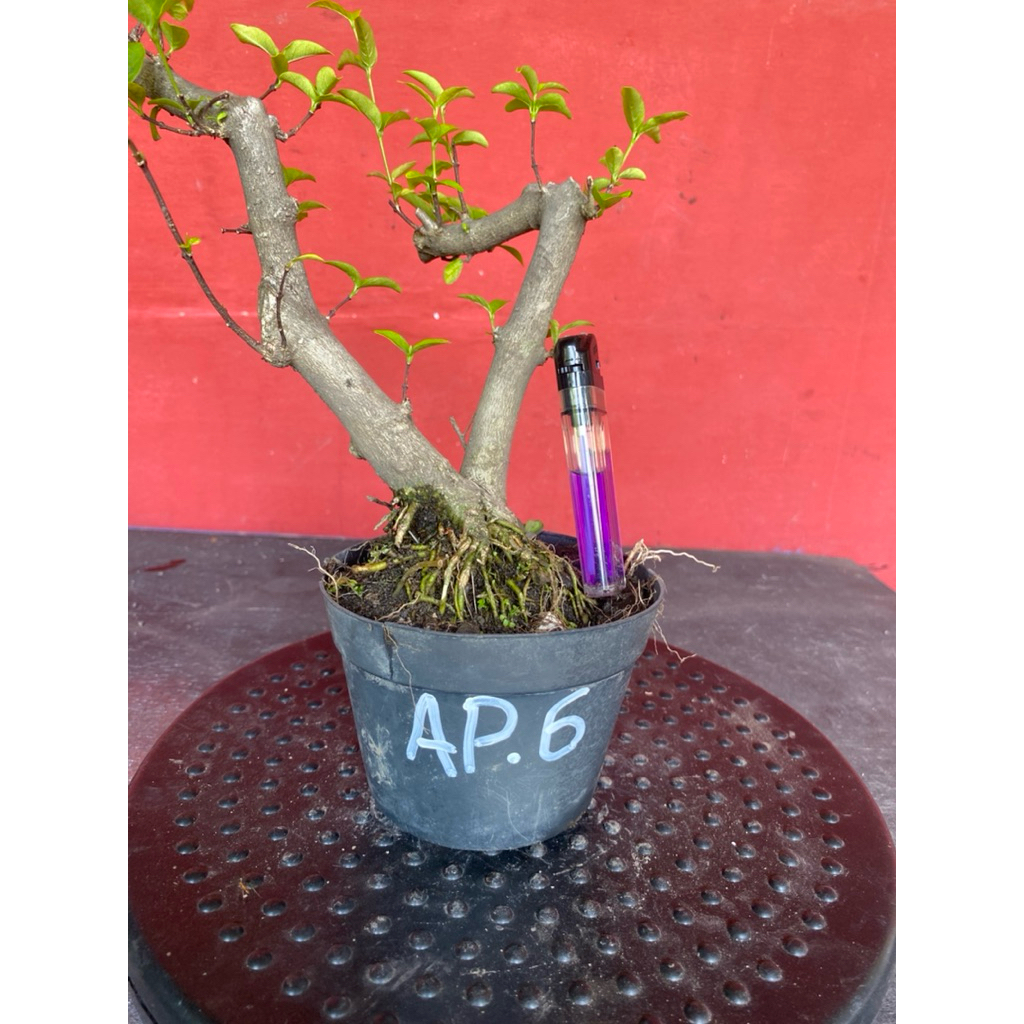 Bahan bonsai bunga anting putri Ap 6