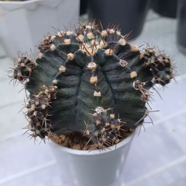 Kaktus Gymno T series (Gymnocalycium mihanovichii)