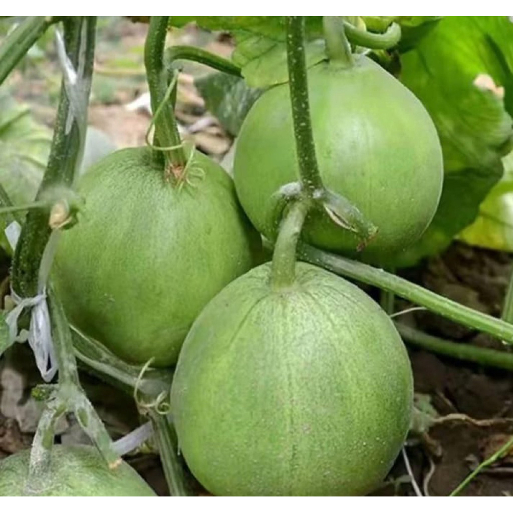Biji benih tanaman melon hijau jepang