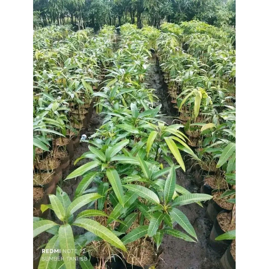 Bibit mangga miyazaki