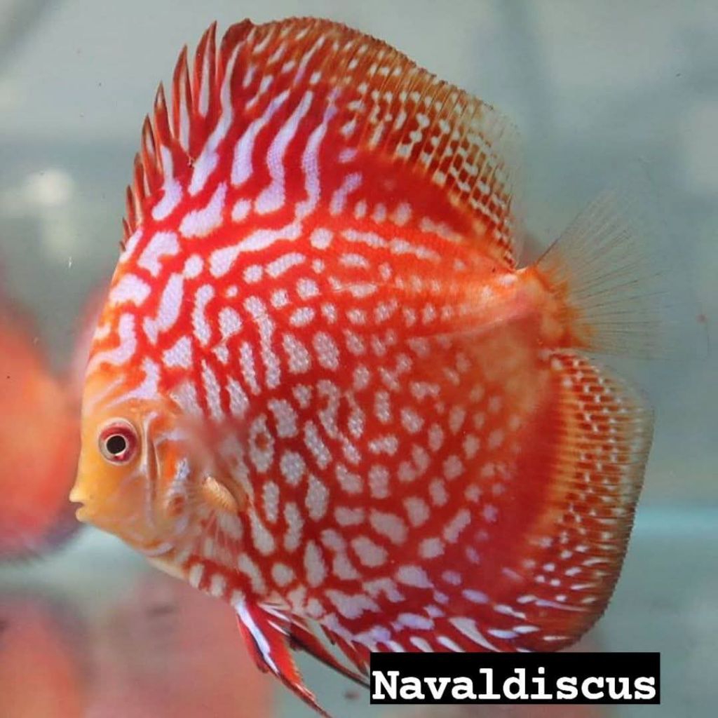 Discus aquascape red pigeon ckb ikan hias aquarium