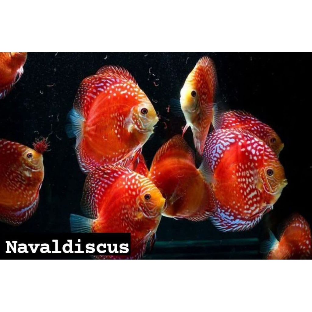 Discus aquascape red raflesia ikan hias aquarium
