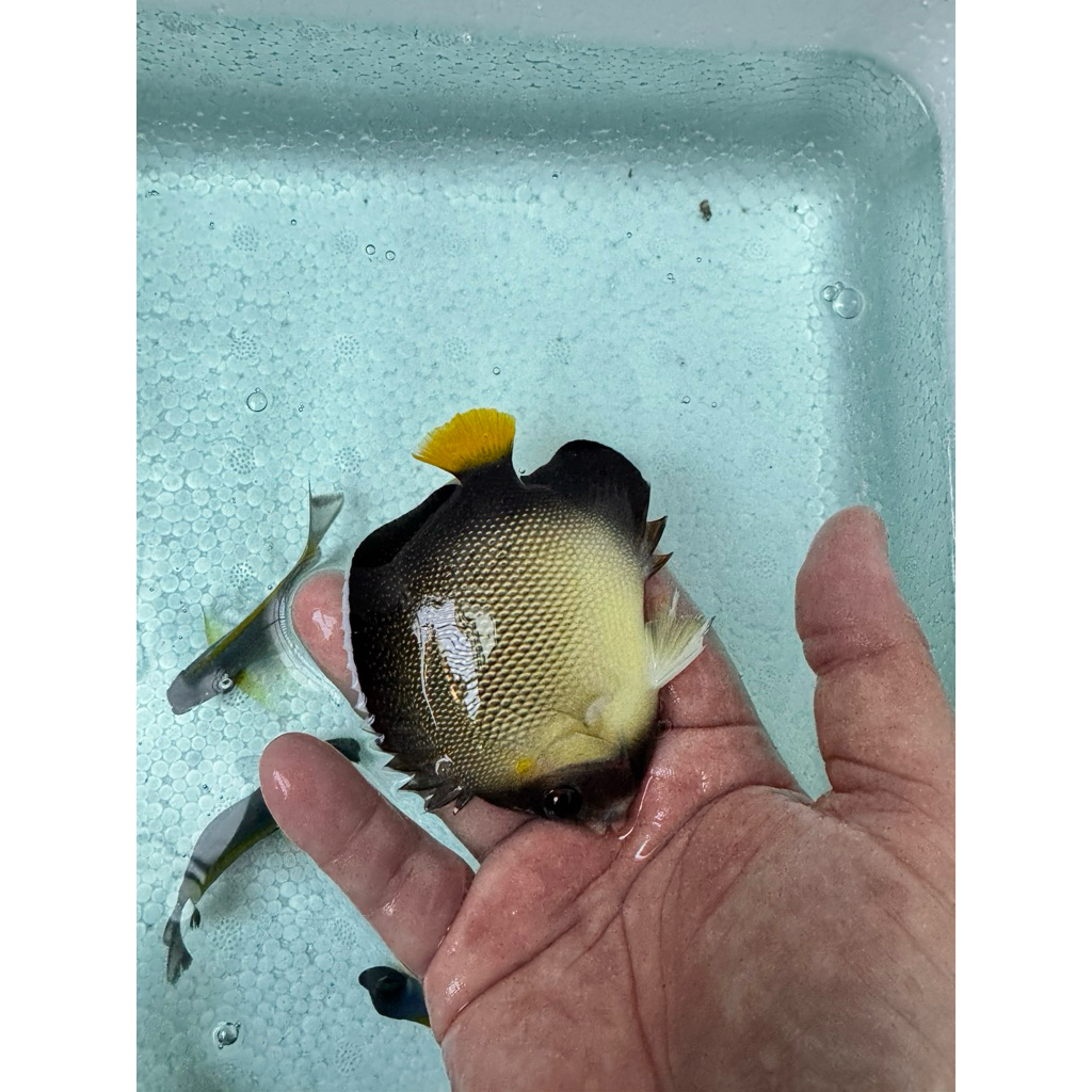 ikan hias laut angel smoke / angel hitam putih / smoke angelfish