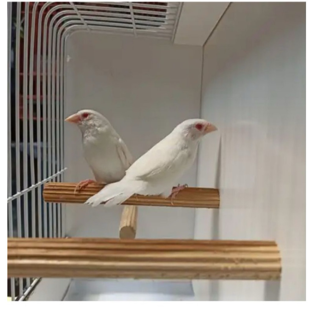 burung emprit jepang  putih satu pasang