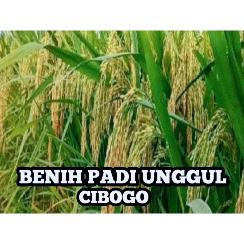 Benih Padi CIBOGO padi unggul dan bermutu 5kg