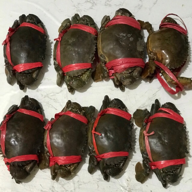 Kepiting jumbo 1 kg isi 4-5 / Kepiting hidup segar bertelur