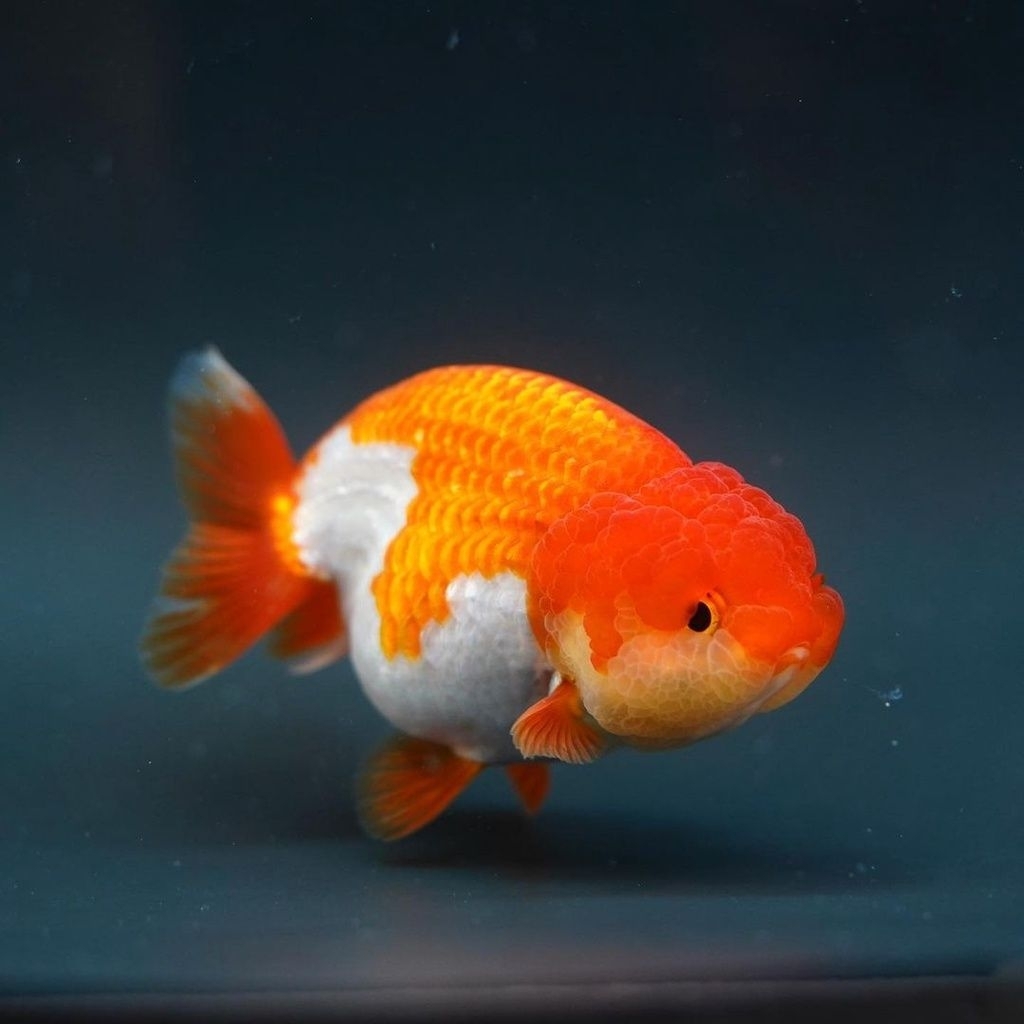 IKAN HIAS KOKI GOLDFISH RANCU RED WHITE SIZE L PER EKOR