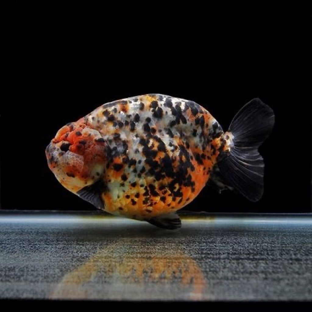 IKAN HIAS KOKI GOLDFISH RANCU RANCHU TRICOLOUR SIZE L