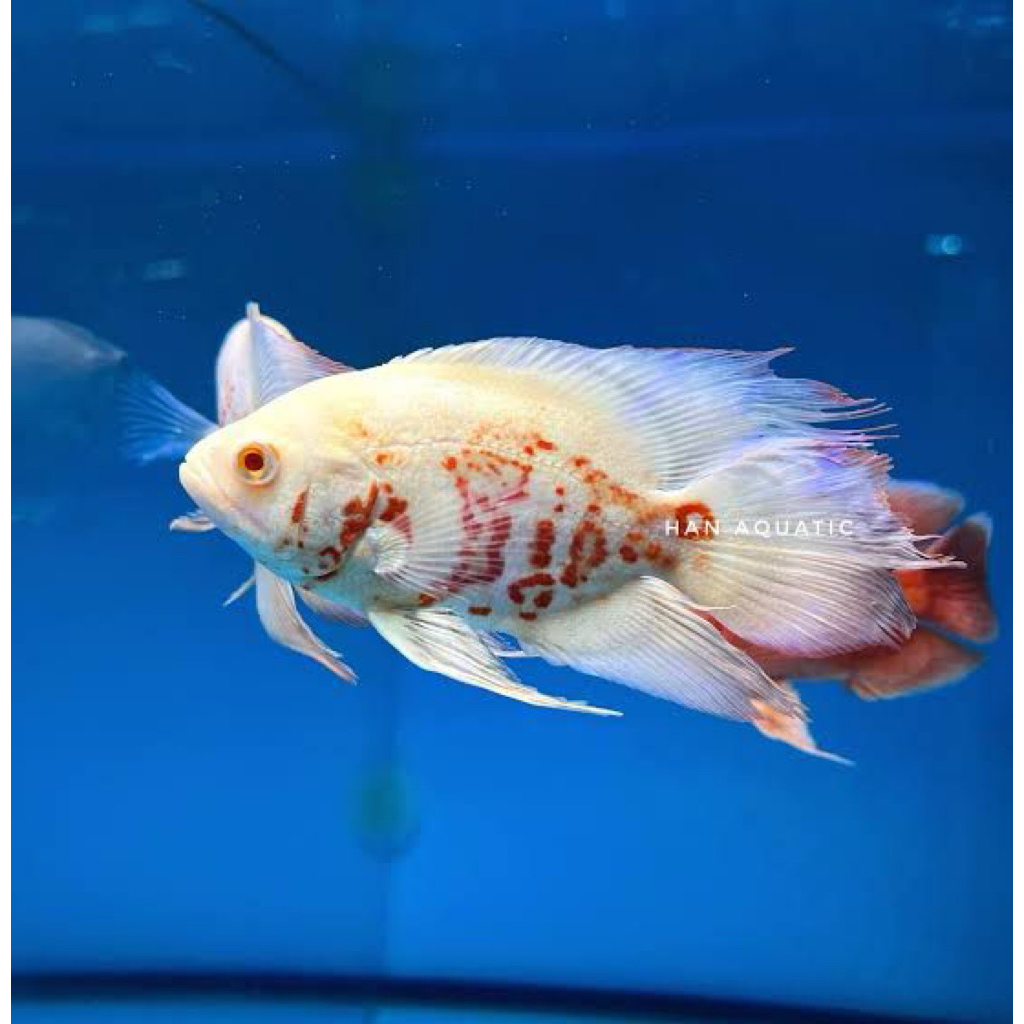 Oscar Tiger Albino Slayer good marking 12-13cm