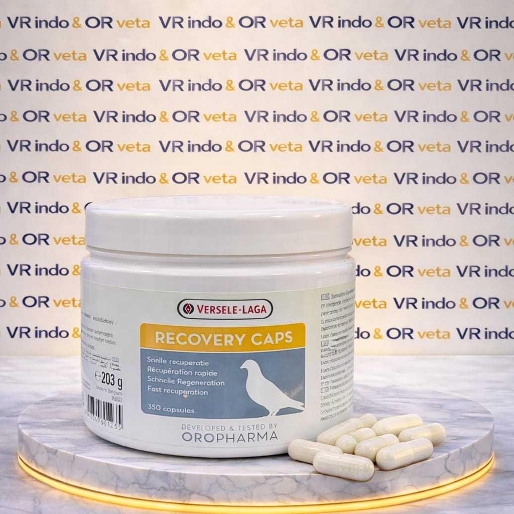 RECOVERY VERSELE LAGA IMPORT VITAMIN BURUNG MERPATI DARA KOLONG BALAP TINGGI