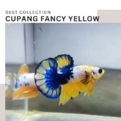 Plakat Yellow Fancy FCCP Hiasan Akuarium