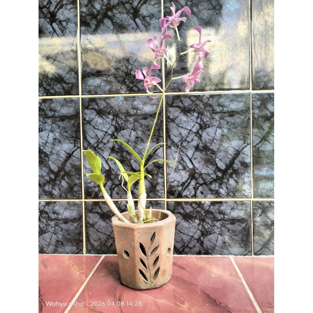 anggrek dendrobium ungu berbunga