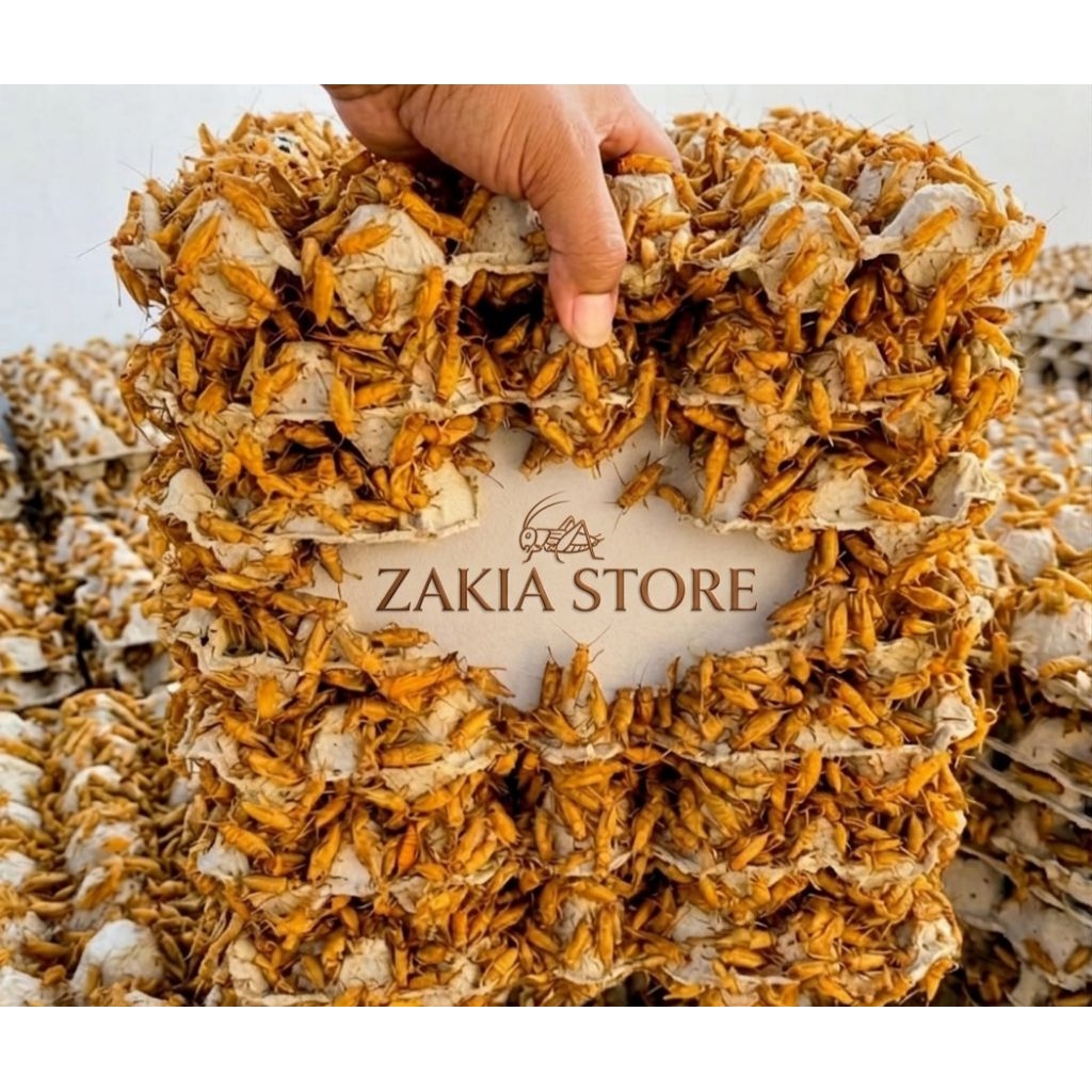 TELUR JANGKRIK MADU KUNYIT (JAMIN KUNING)