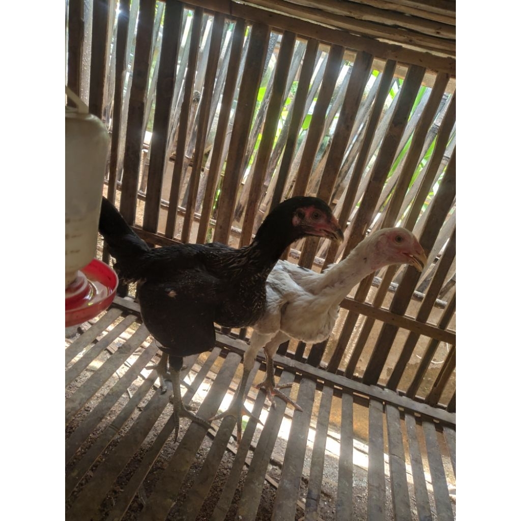 anak ayam Bangkok mangon usia 3 bulan up