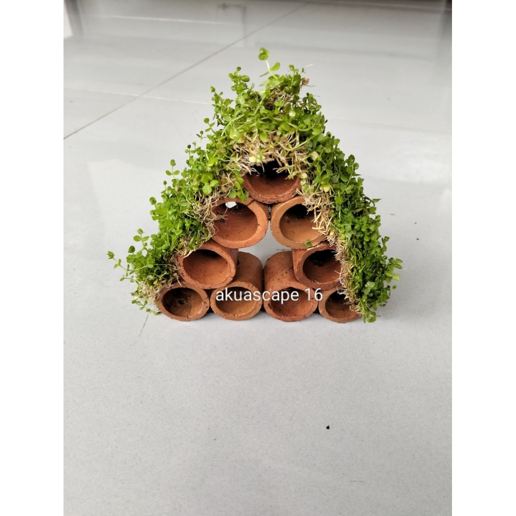 ornamen pot bata merah dan tanaman Monte Carlo hiasan akuarium, akuascape, paludarium