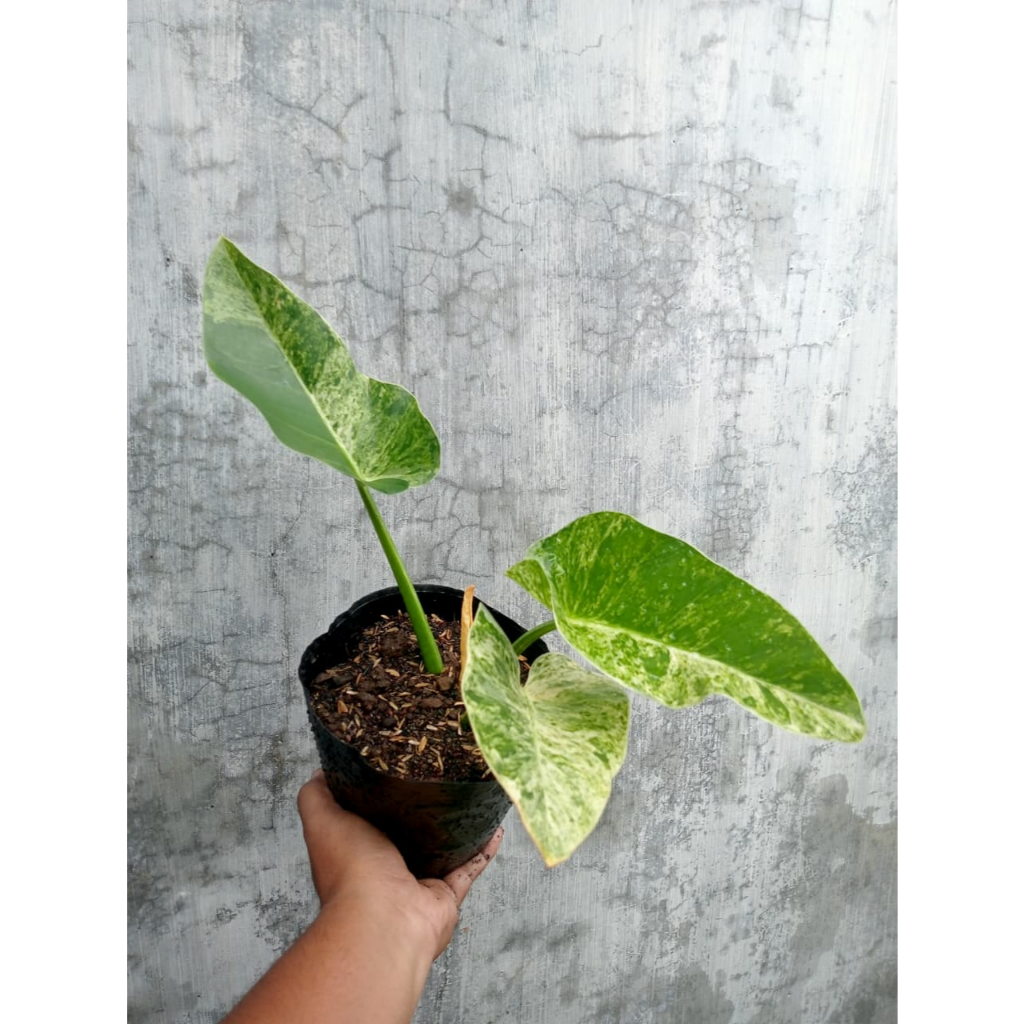 Philodendron Giganteum Marble Varigata / Philodendron Marble Varigata / Philo Giganteum Varigata