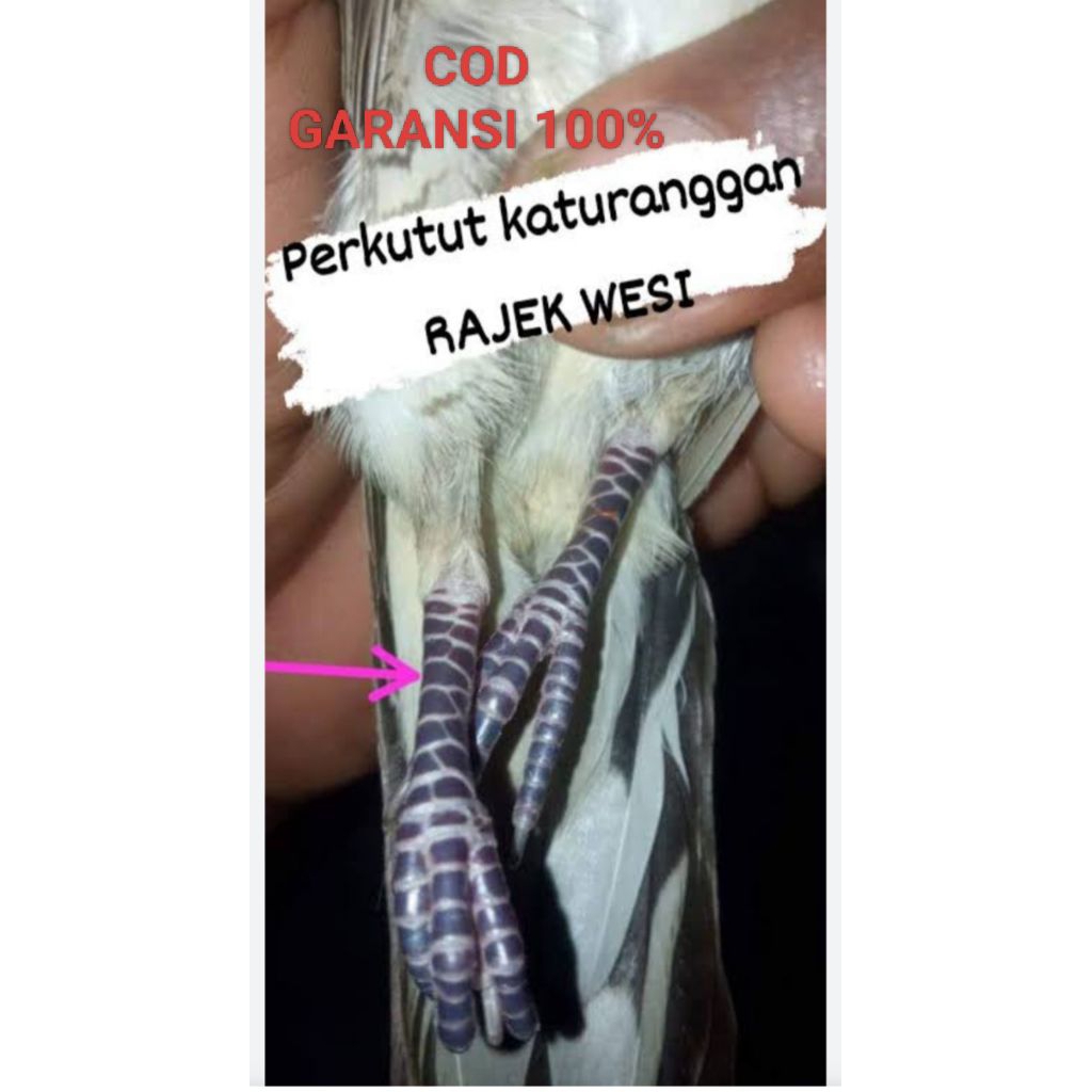 perkutut madura Rajekwesi katuranggan