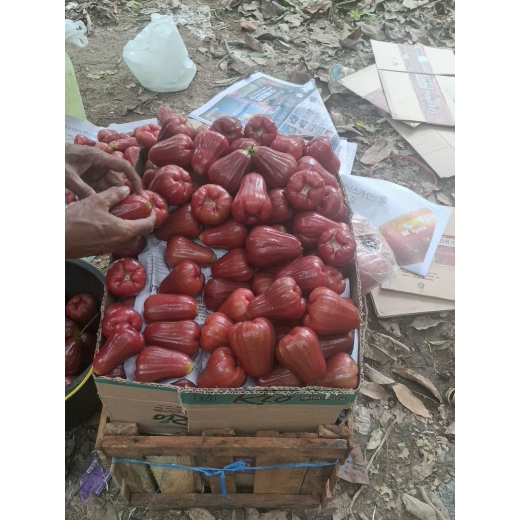 jambu citra madu super