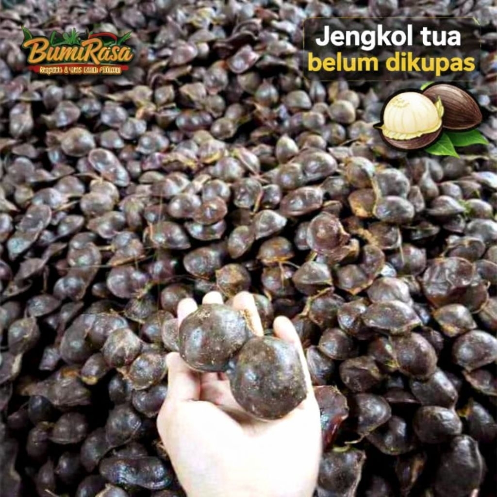 Jengkol tua mentah 1kg super belum dikupas jengkol tua super