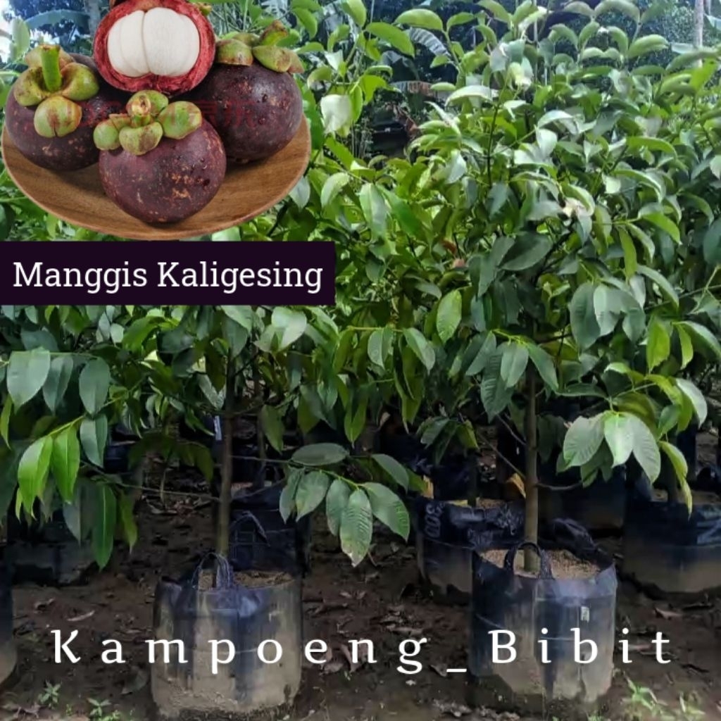 Pohon Manggis Kaligesing_Hasil Cangkok 6Bulan Siap Panen