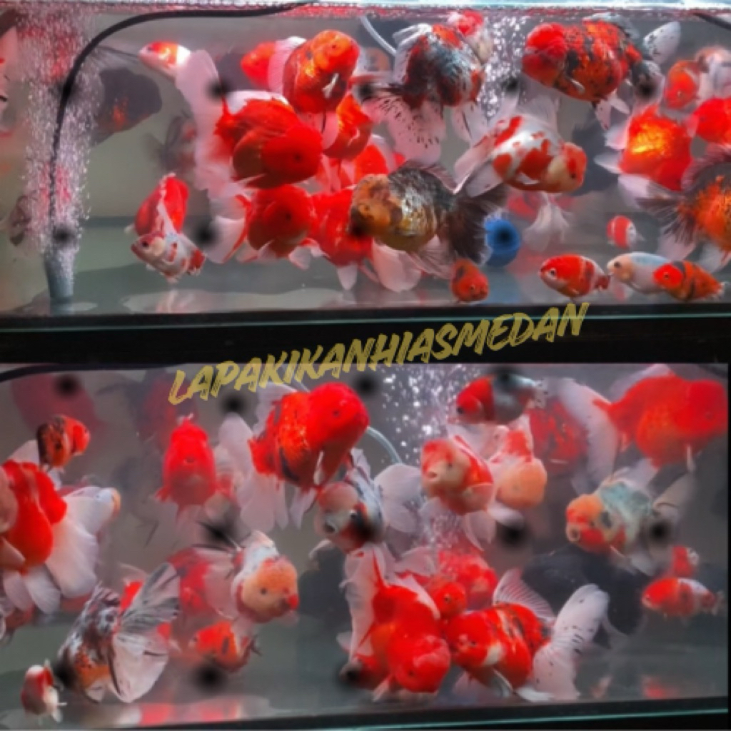 Ikan Mas Koki Oranda Rosetail Size BESAR RW || Grade Quality