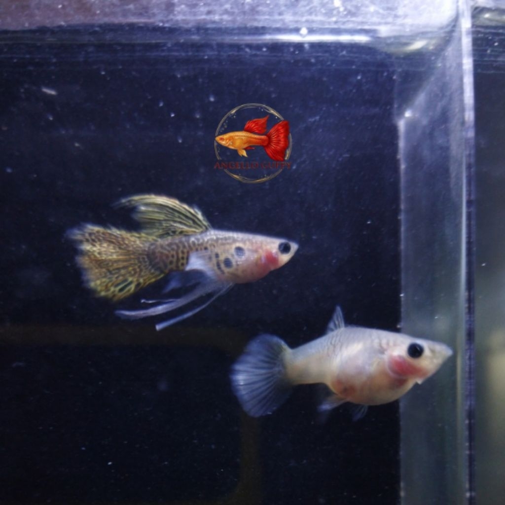 GUPPY YELLOW COBRA SB GB SHORT BODY GLASS BELLY RIBBON FIN C LONG EAR INDUKAN DEWASA SEPASANG SIAP K