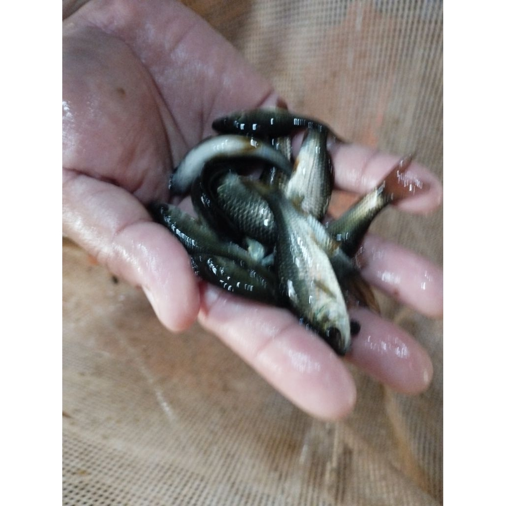 bibit ikan nilem untuk terapi jual per paket isi 20 ekor