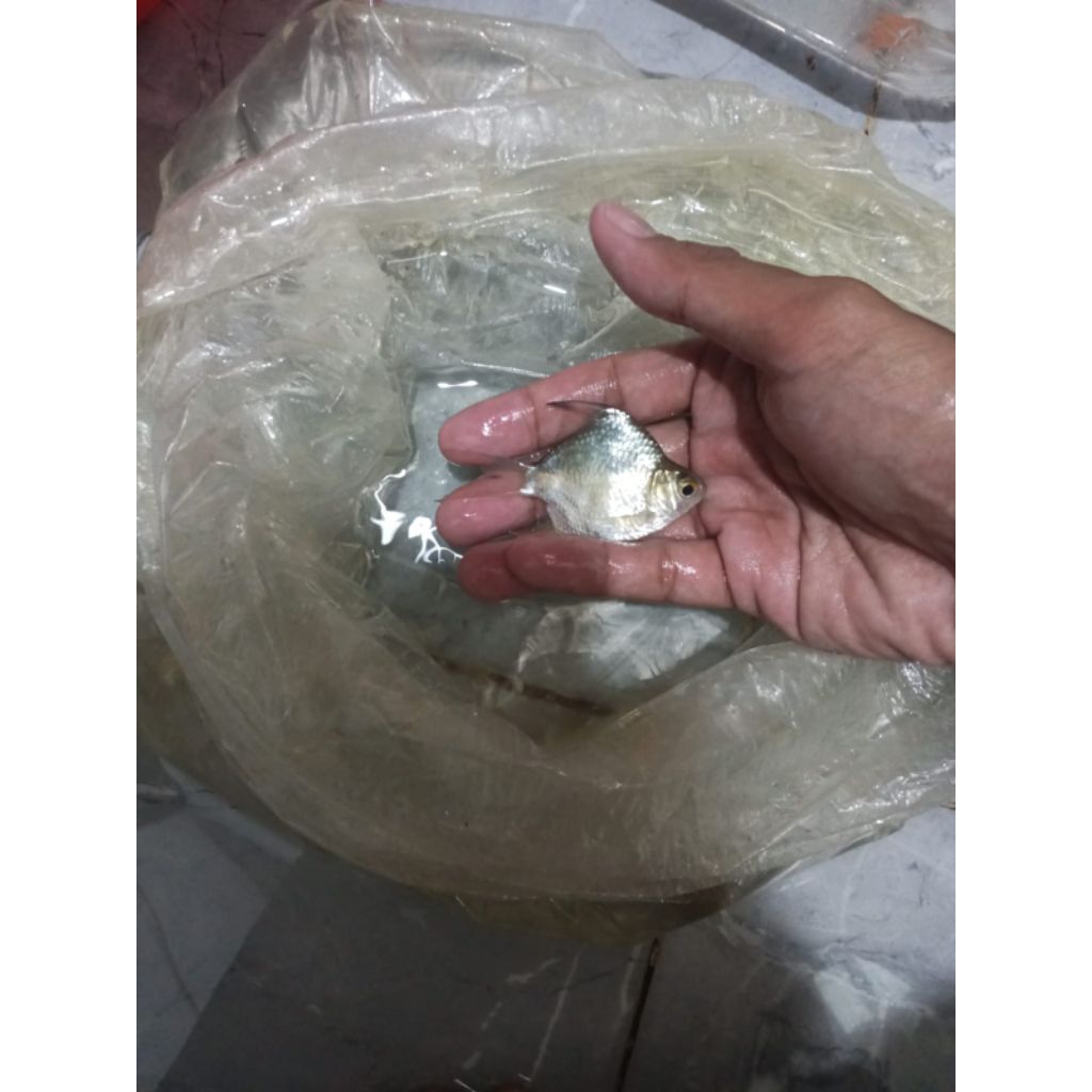 KAVIAT BANGKOK SB KING UKURAN 7-9 CM
