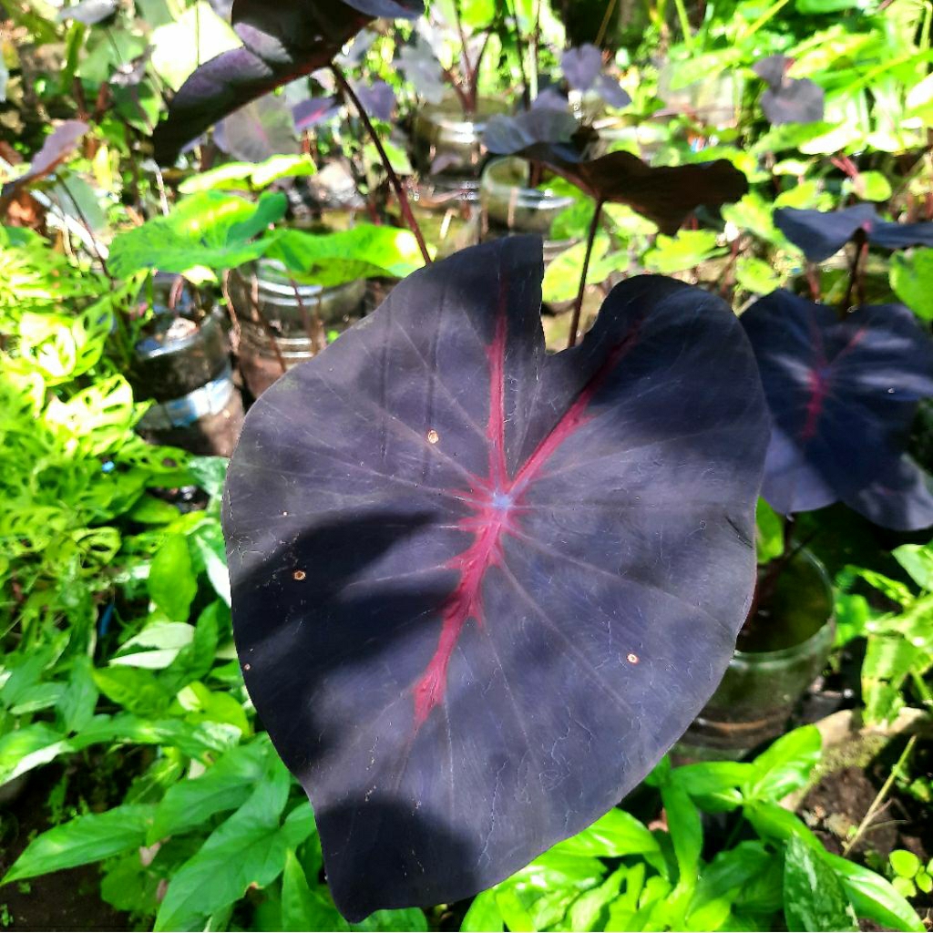 Colocasia Black Lava