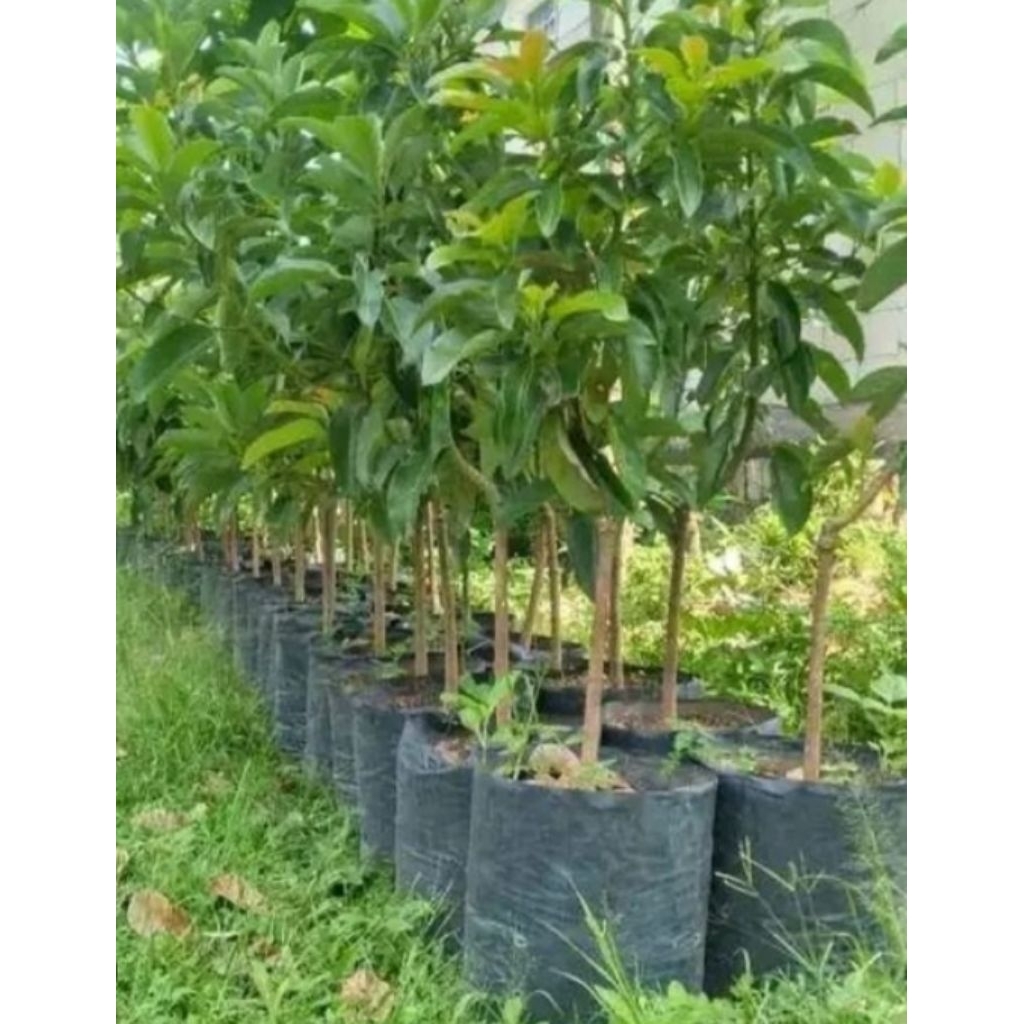 Bibit Alpukat Markus/ kedil  ukuran 1 meter 3 bibit