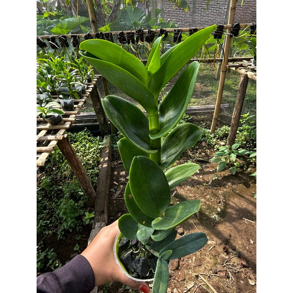 dendro keriting silangan DD orchid