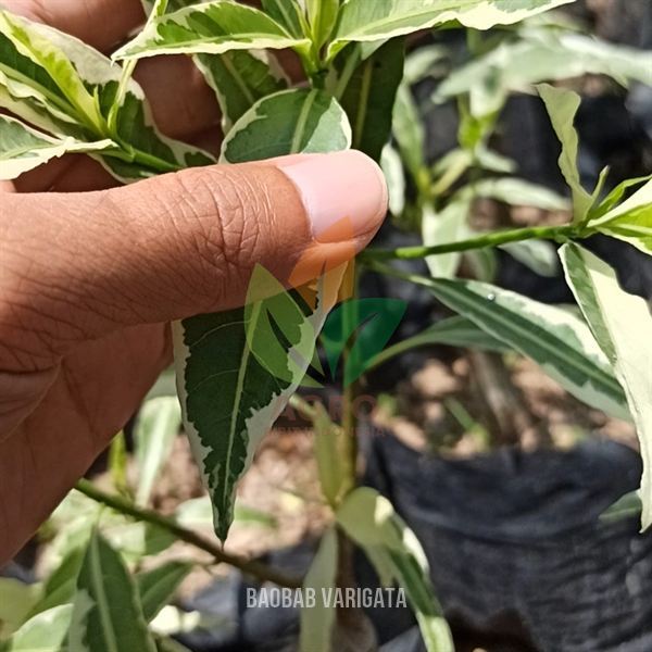 Bibit Pohon Baobab Varigata Anakan asal Sambung