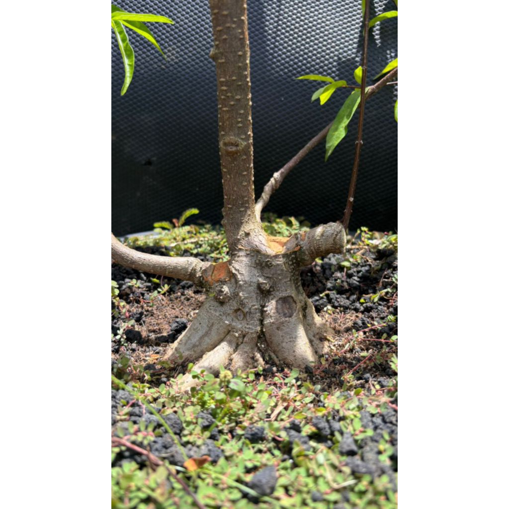 Bahan Bonsai Anting Putri Bahan berbagai macam pilihan jadi silahkan di konfirmasi di chat dan bisa 