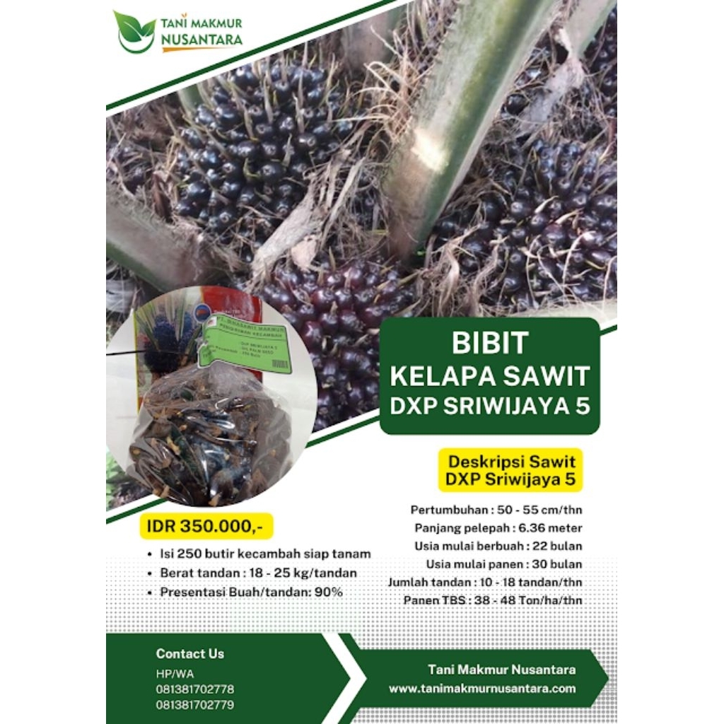 BIBIT SAWIT DXP SRIWIJAYA SJ5 POLONG UNGGULAN BERKUALITAS