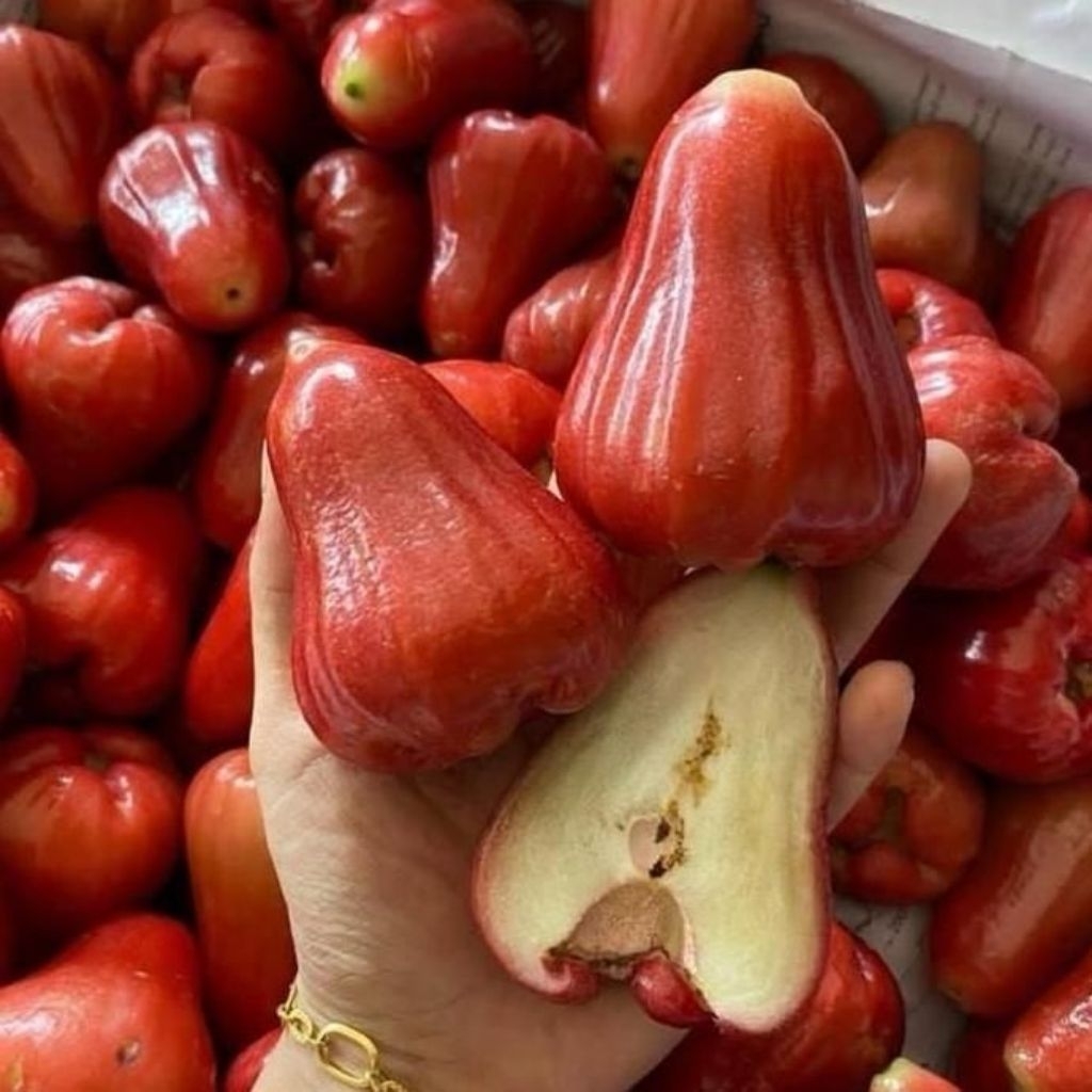 Bibit jambu jamaika asli okulasi cepat berbuah