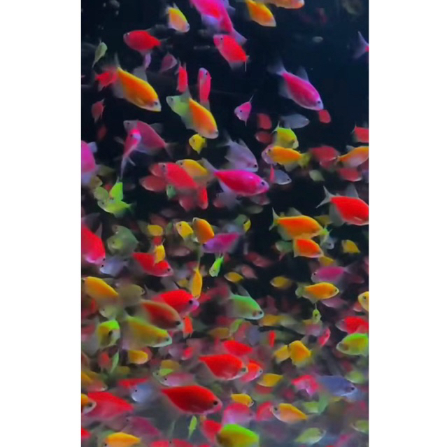paket 30 ekor ikan glofish tetra hiasan aquarium