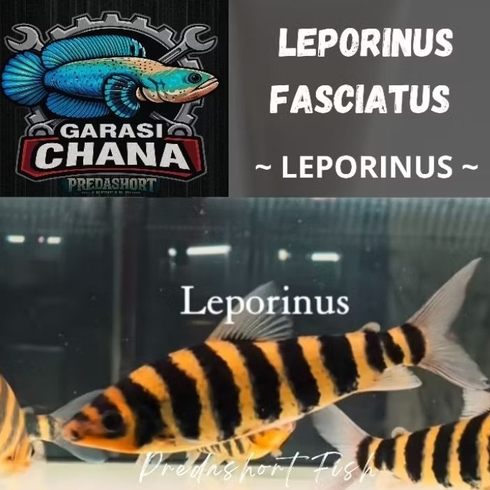 Leporinus Fasciatus / ikan kaos kaki berkualitas bergaransi