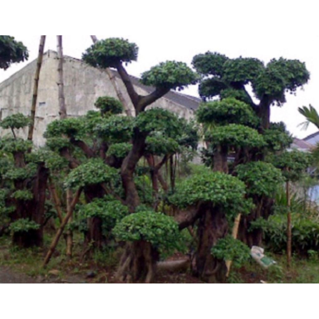 Bonsai Beringin Korea Tinggi - Bonsai Tanaman Hidup - Bonsai Beringin Korea Besar Murah